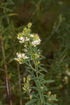 Narrowleaf lespedeza